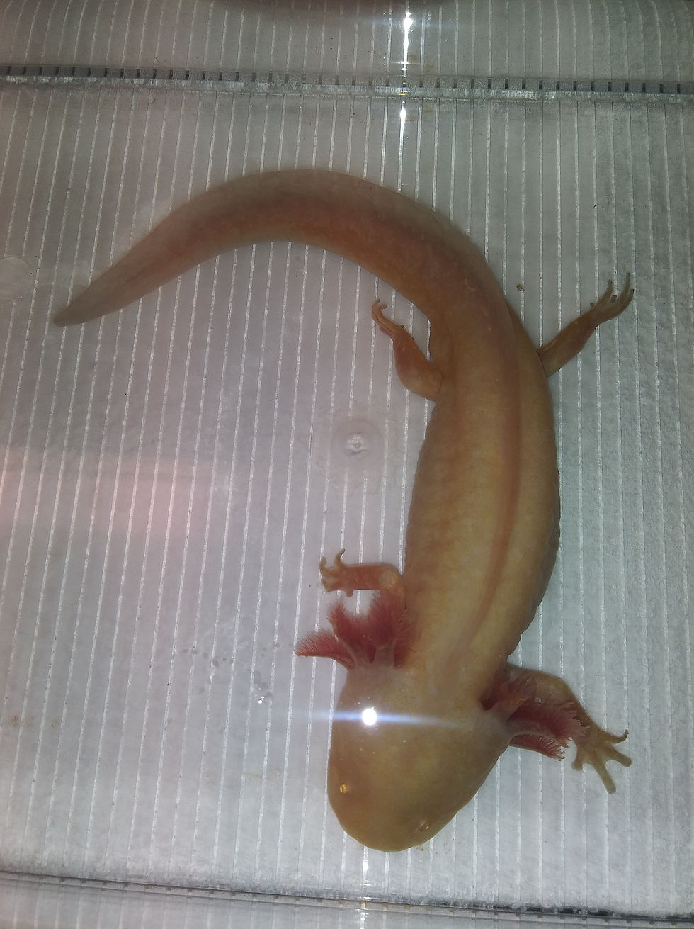 Thumbnail: Circus Peanut (9" Male Light Golden Albino)