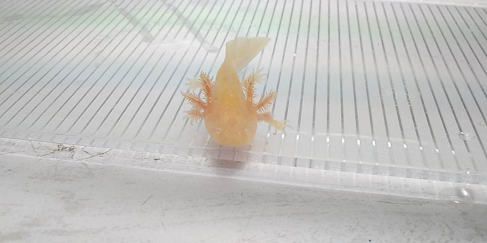 Thumbnail: StarLord (3" High Iridophore Golden Albino)