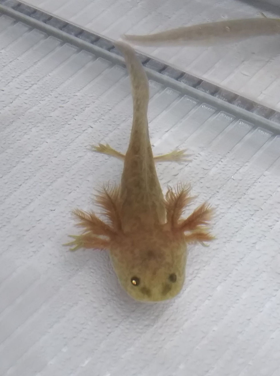 Thumbnail: Zuko (4" Copper with high iridophore potential)