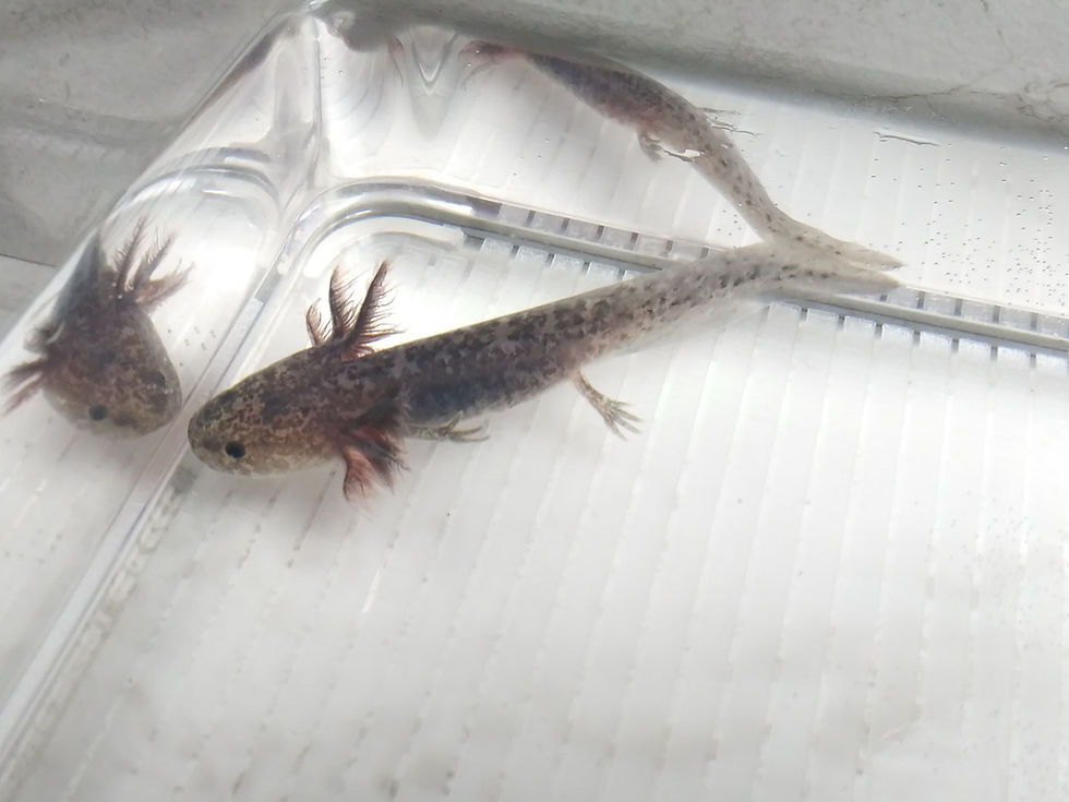 Thumbnail: Domino (3" Axanthic)
