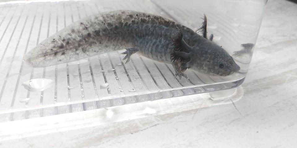 Thumbnail: Squishy (4" Axanthic)