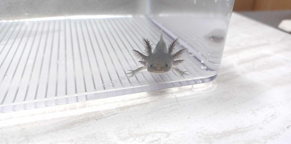 Thumbnail: Happy Little Accident (3" Melanoid)