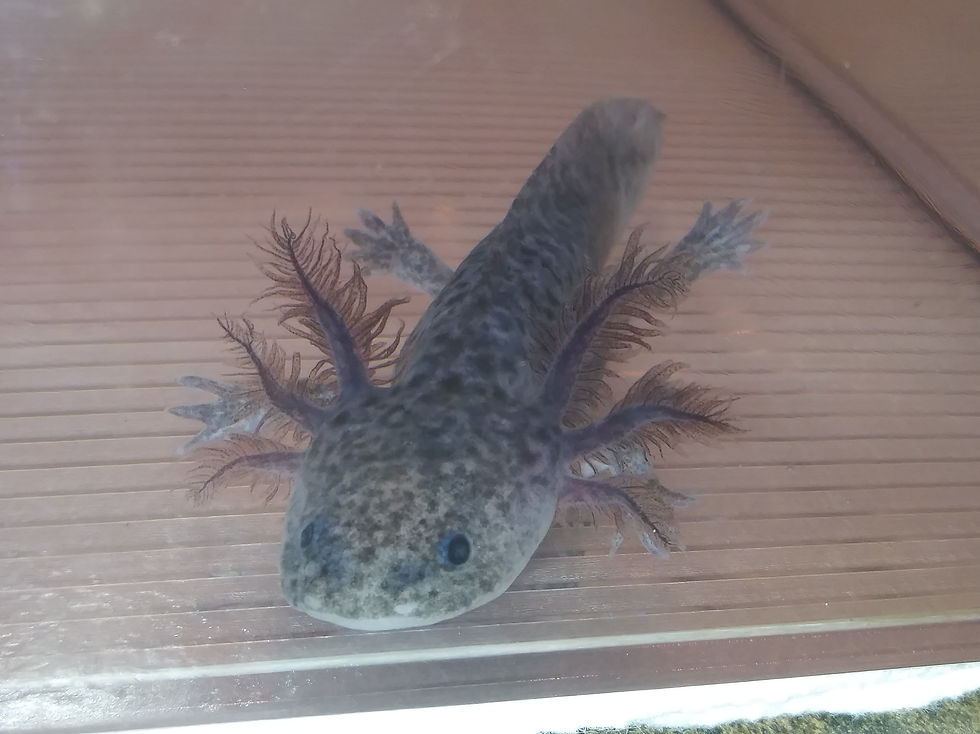 Thumbnail: Gillonious (4" Axanthic)