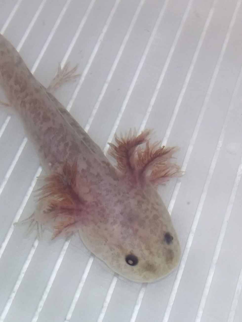 Thumbnail: Alowishus (3" Copper Axanthic)