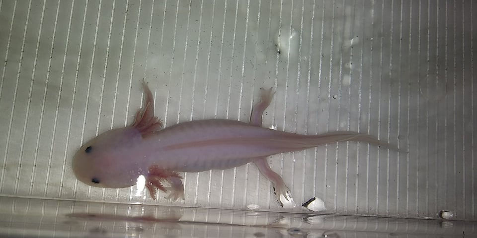 Thumbnail: Happy Meal (5" Lightly Speckled Lucy)
