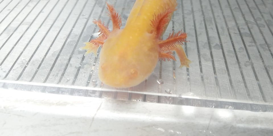 Twinkie Nunchucks (4" High Iridophore Amber Golden Albino)