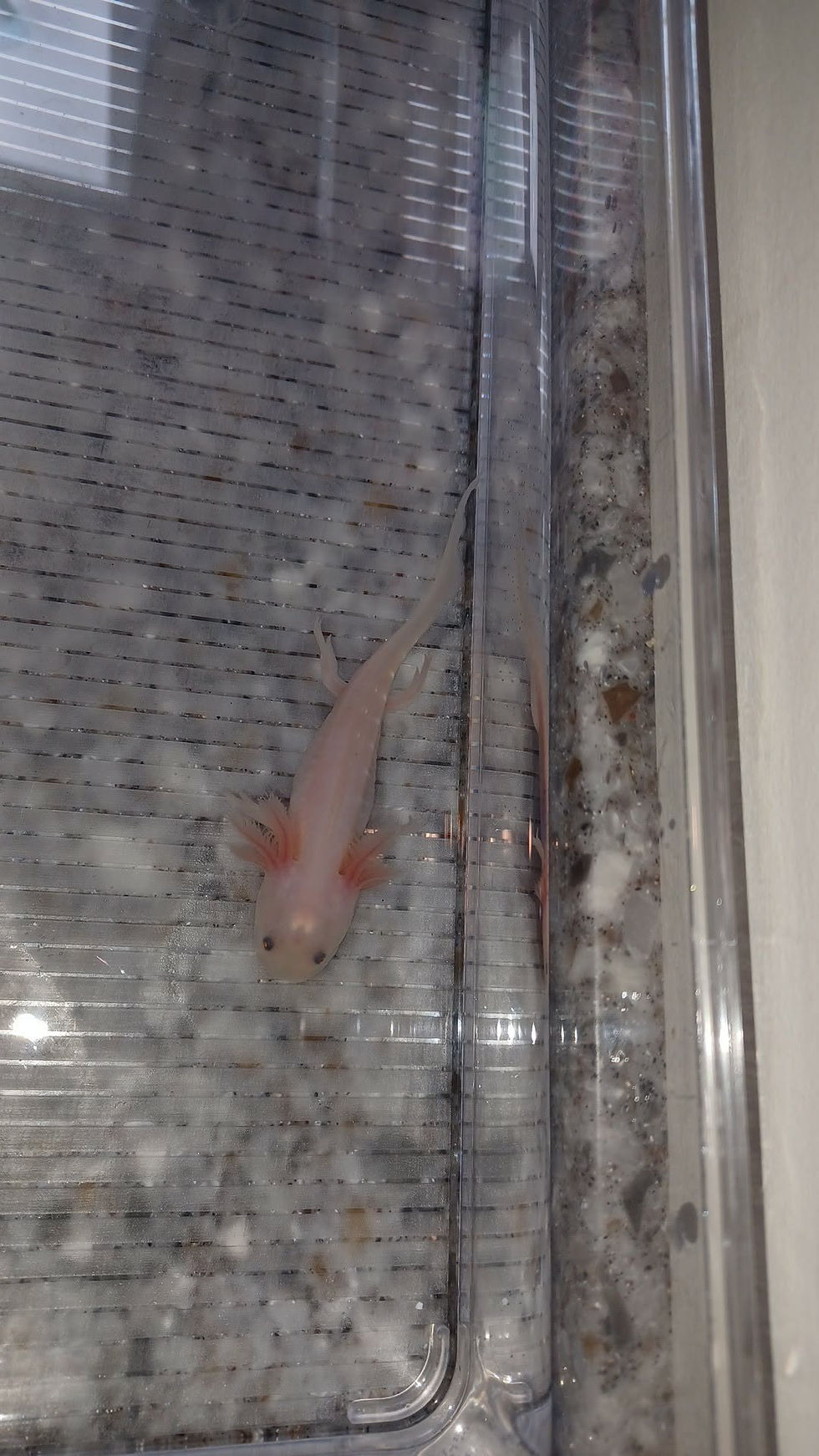 Thumbnail: Rabid Underwear (4" Leucistic)