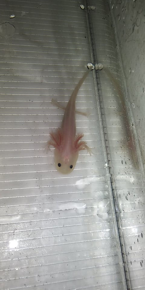 Thumbnail: Mc Donalds (3" Lucy)