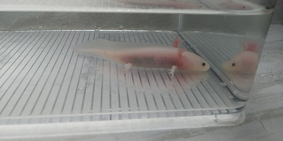 Thumbnail: Seafood Network (4"  Lightly Speckled Lucy)