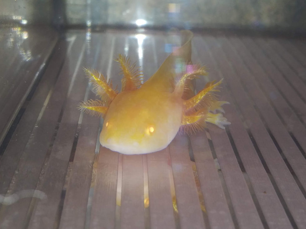 Thumbnail: Pacman (3" Golden Albino)