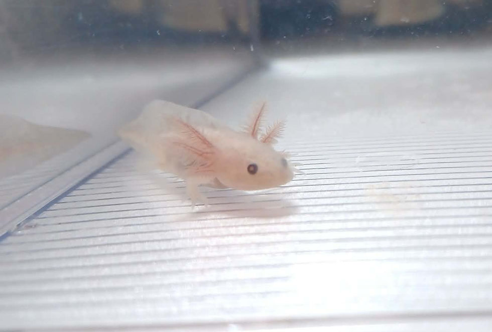 Thumbnail: Dingus (3" Axanthic Copper)