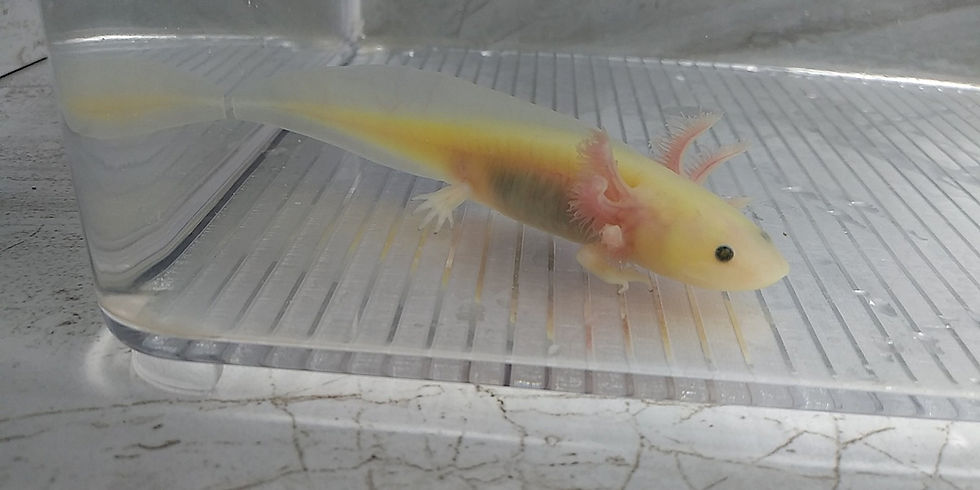 Thumbnail: Axoloti (4" Super GFP Lucy) Het Pied