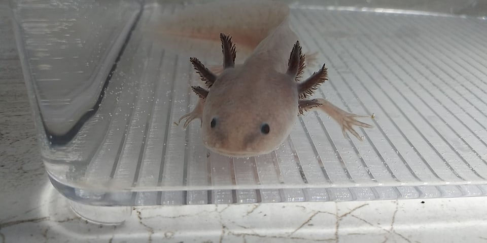 Chili Mac (4.5" (MAC) Melanoid Axanthic Copper)