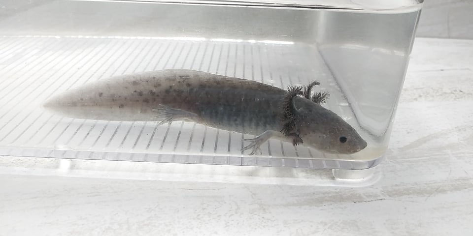 Thumbnail: Shadow Bishop (5" Axanthic Mel)
