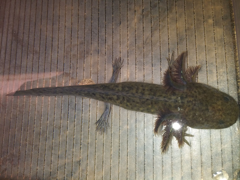 Thumbnail: Mulch ( 5" Wild )