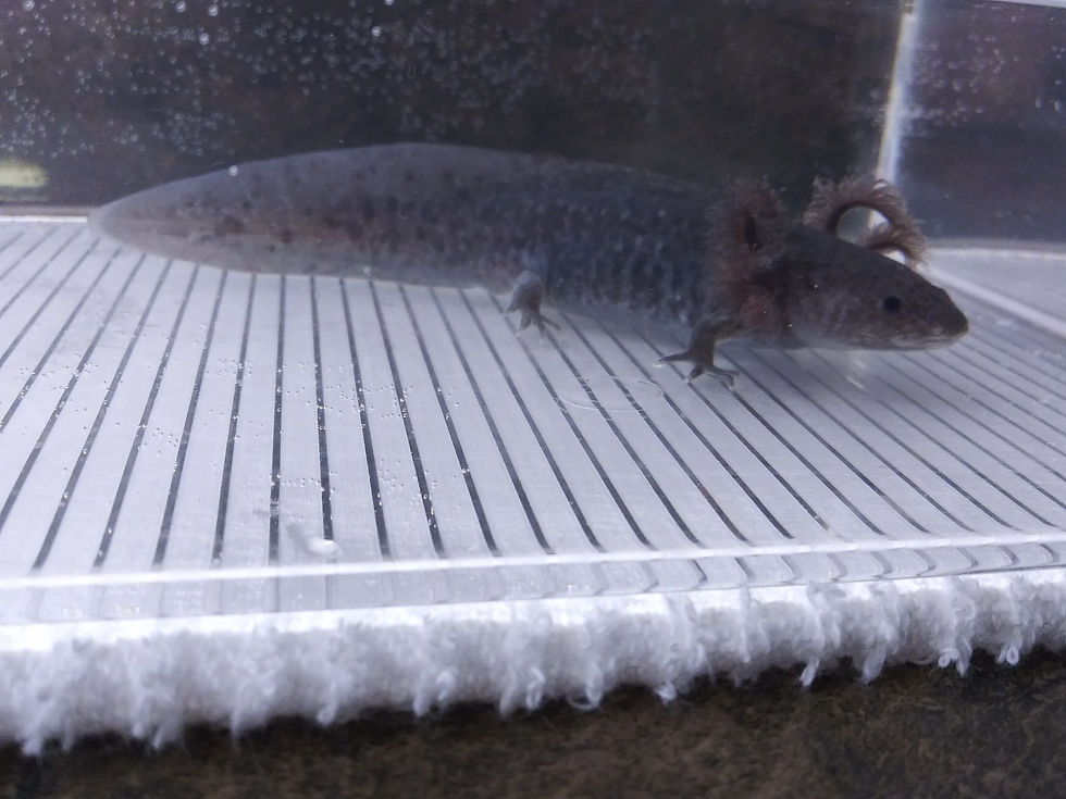 Thumbnail: Swordless Mimetown (5.5" Axanthic Mel)