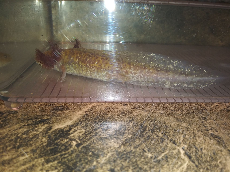 Thumbnail: Bud ( 5.5" High Iridophore Copper)