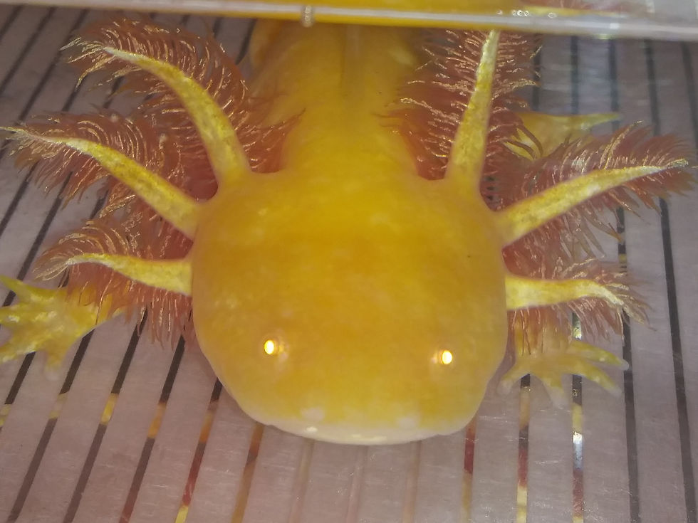 Thumbnail: Sunny Corleone (6.5" High Iridophore High White Sunburst Golden Albino)