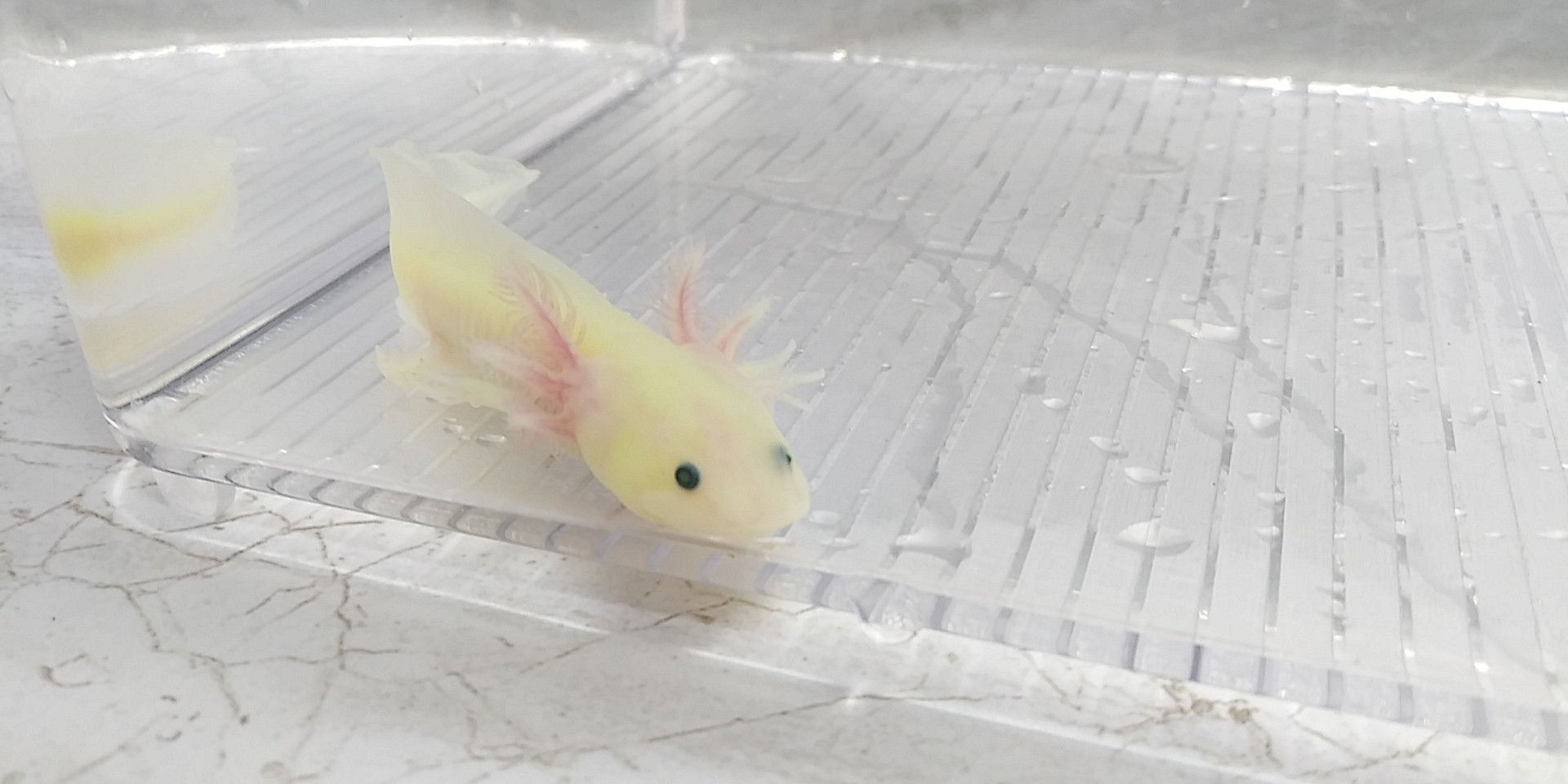 Russian Crabcake (3.5" GFP Lucy )