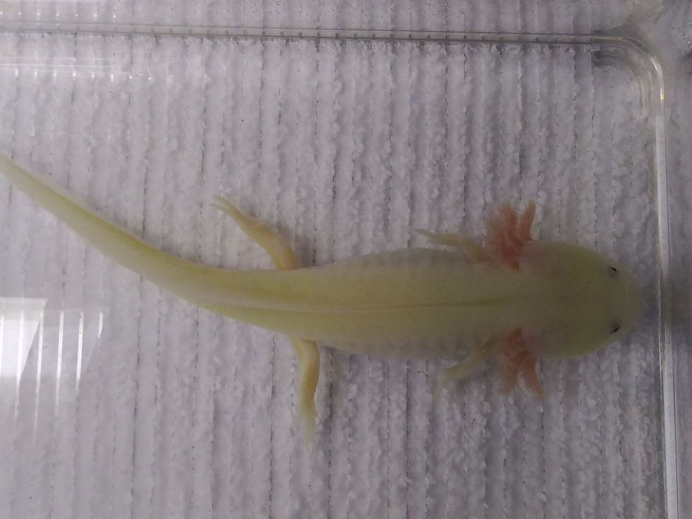 Thumbnail: Kit Fisto (7"  Presumed Female Super GFP Lucy) Het Pied