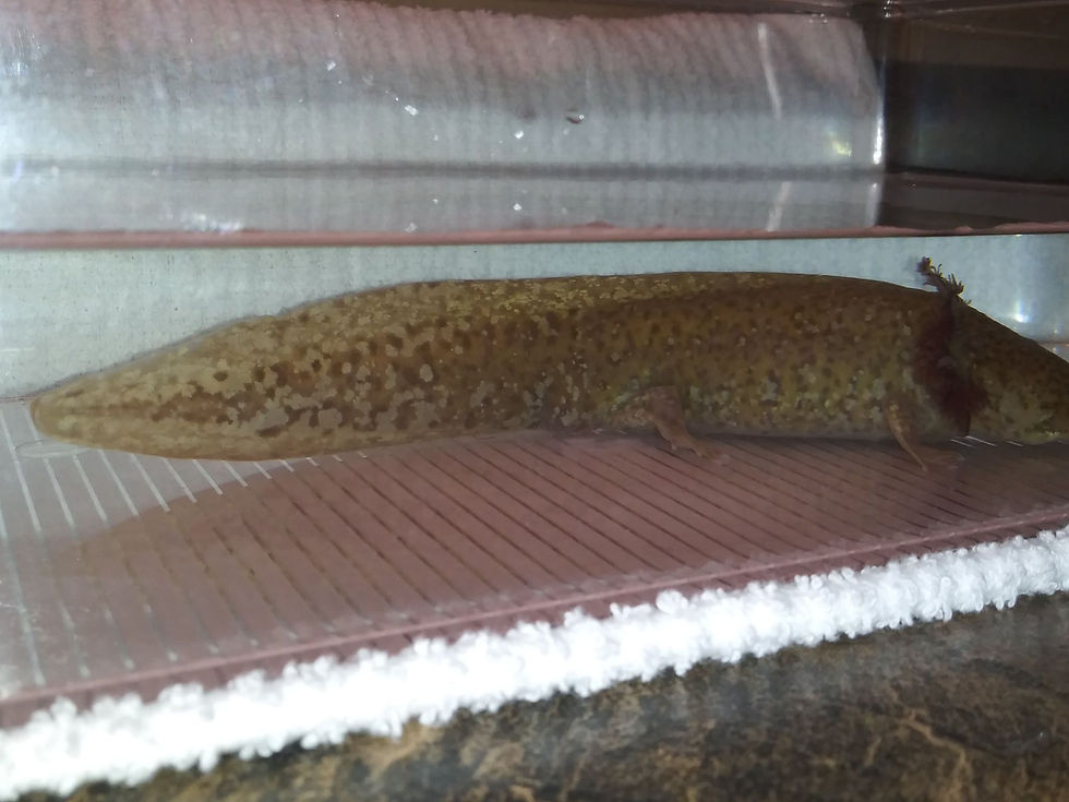 Thumbnail: Qui-Gon (8" High Iridophore Moonburst Copper Male)