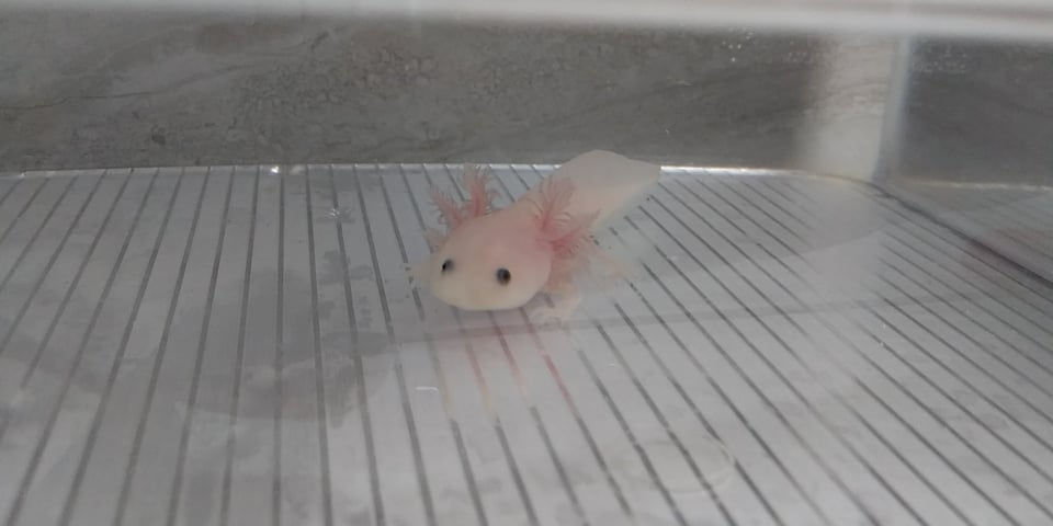 Unicorn Fart (3"  Lightly Speckled Lucy)