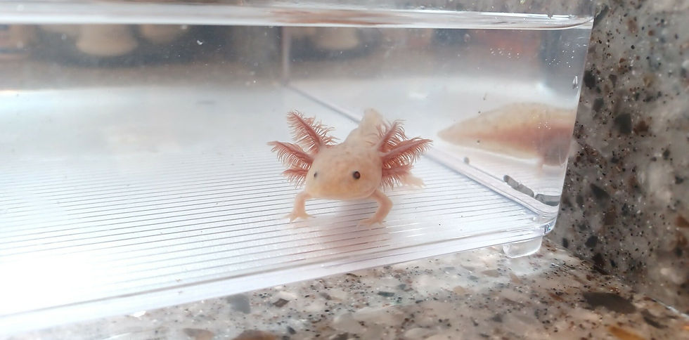 Sassy Sasquatch (5" Light Axanthic Copper) Het Hypo