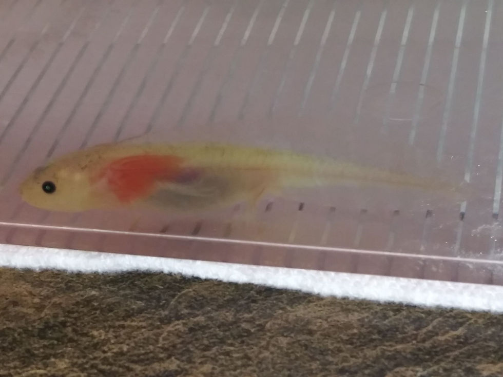 Thumbnail: Aries (3" GFP Dirty Lucy)
