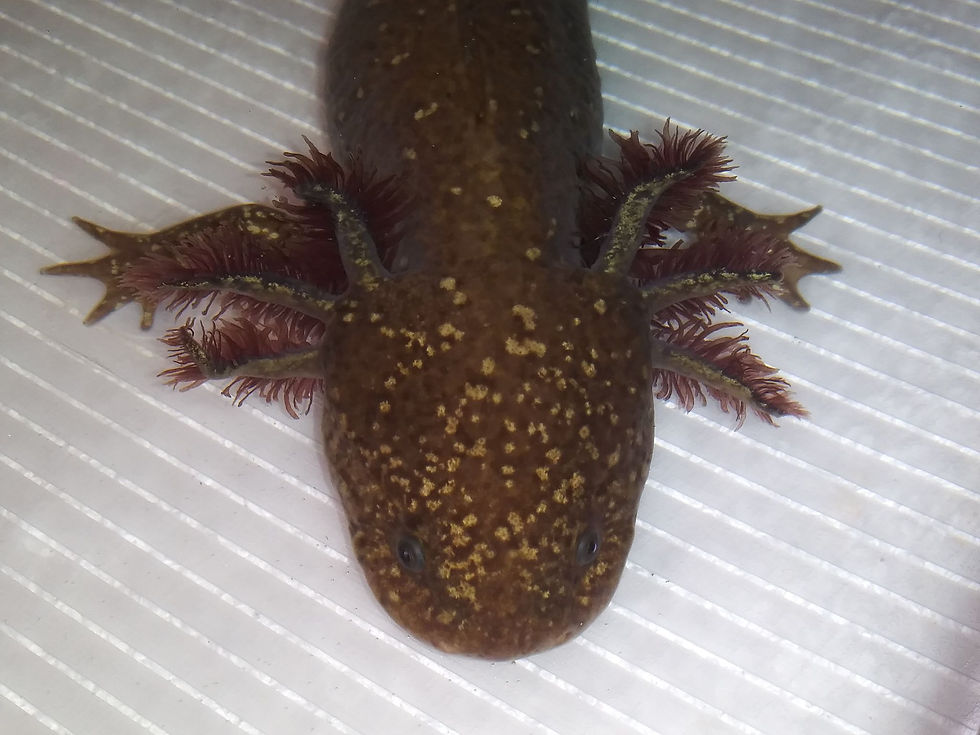 Thumbnail: King Tut (9" High Iridophore Copper Male)