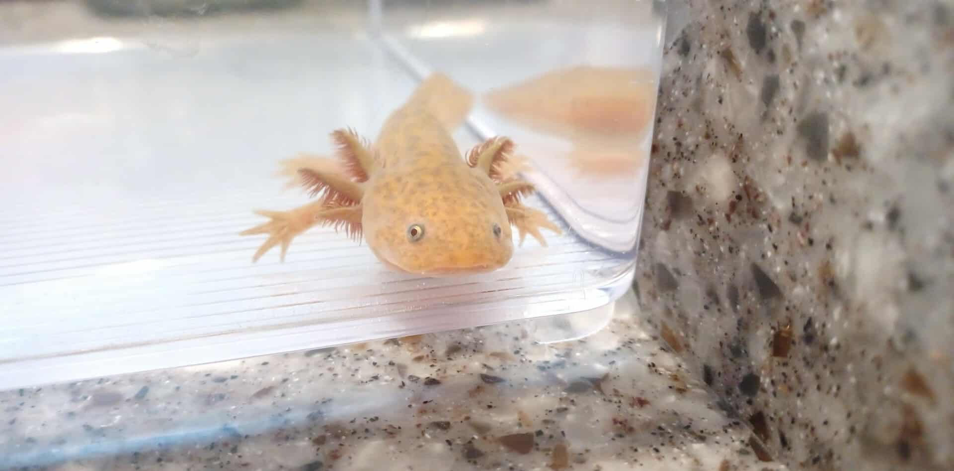 A. Nelprobe (5" Copper) Het Hypo