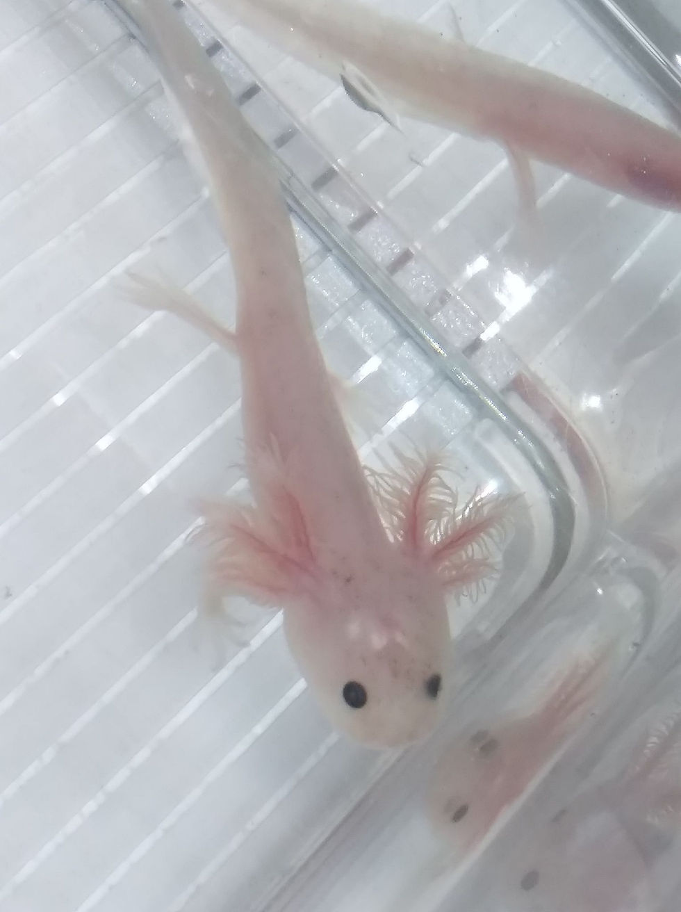 Thumbnail: Jabba Binks (3" Lightly Speckled Lucy)
