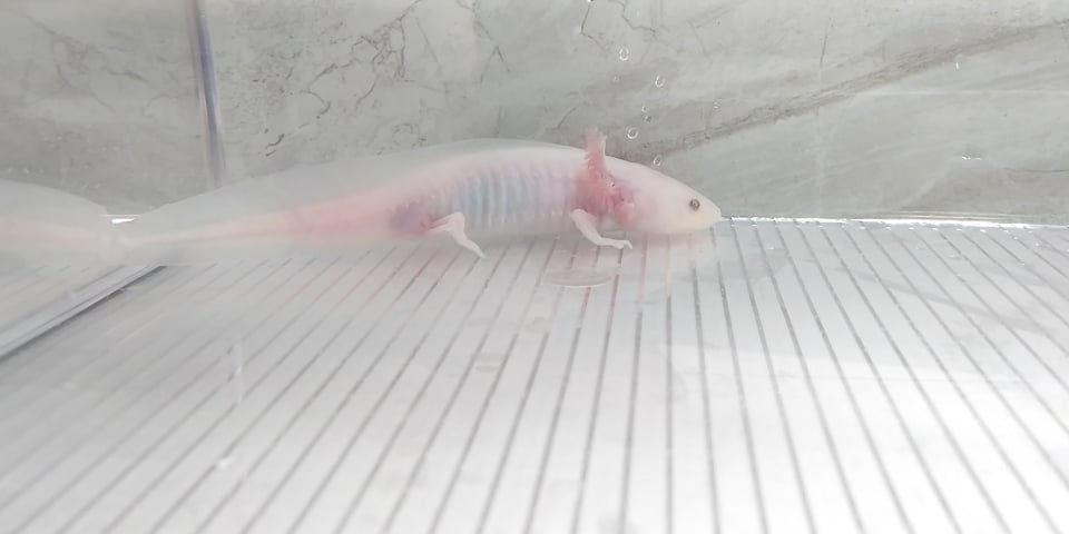 Thumbnail: Glue Sniffer (5" Blue / Silver Eyed  Lucy)