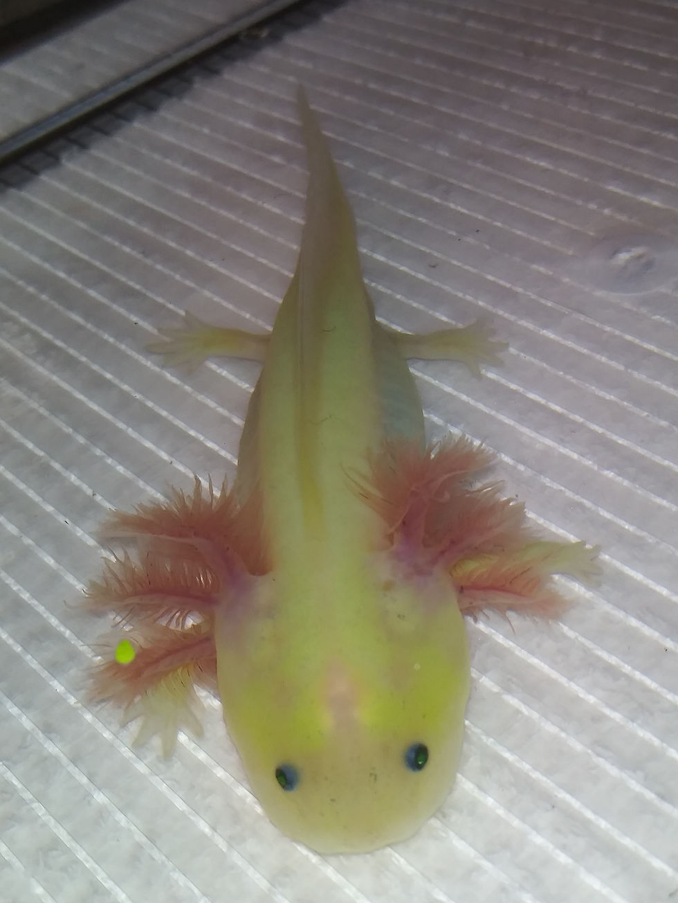 Thumbnail: Green Lantern (5.5" Super GFP Bluegill Lucy)
