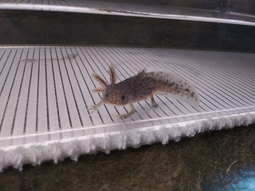 Thumbnail: Harry Water (3" Axanthic)