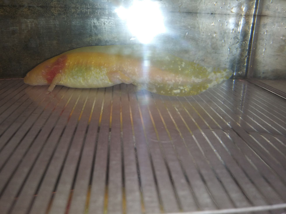 Thumbnail: Axo (5" High Iridophore Sunburst Golden Albino)