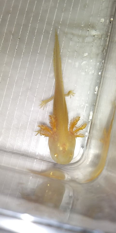 Thumbnail: Rice Pilaf (3" Golden Albino)