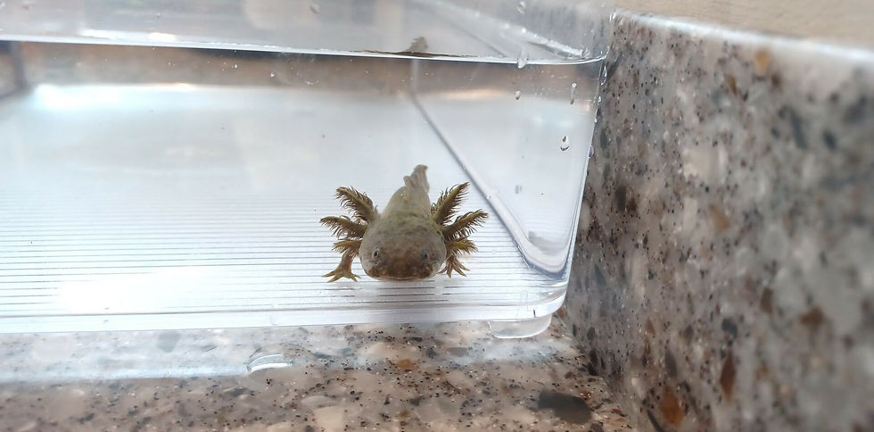 Goldilocks and the Three Dismemberment Goblins (4.5" Wild Type) Het Hypo