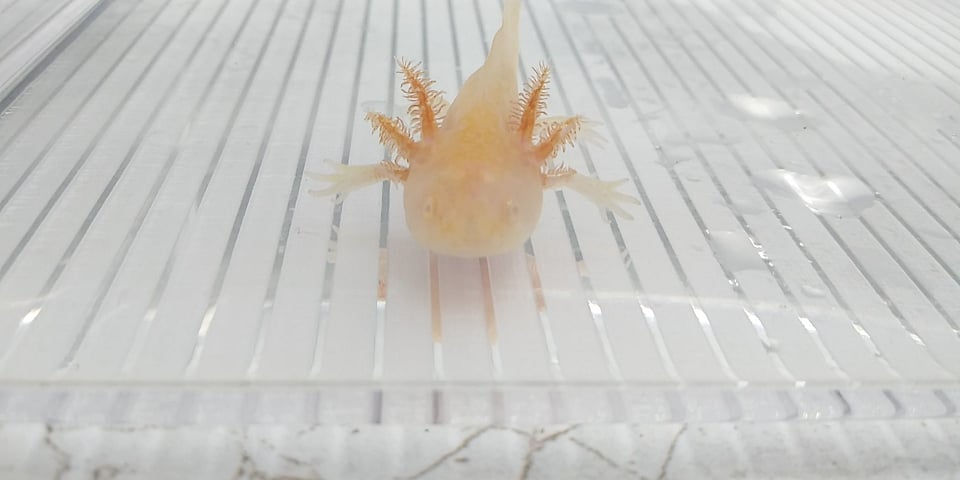 Snuggleshine (3" Albino Mel)