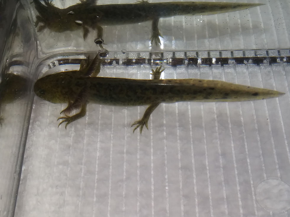 Thumbnail: Eura Snotball (3" GFP Wild )