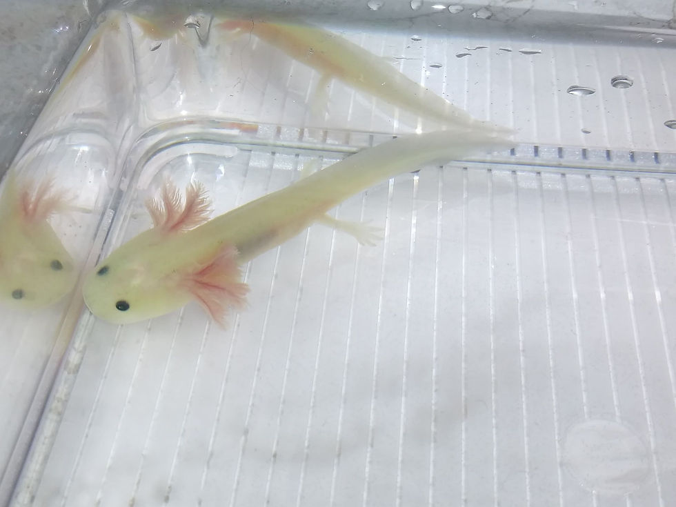 Thumbnail: Grinch Cheese (3.5" Lightly Speckled GFP  Lucy)