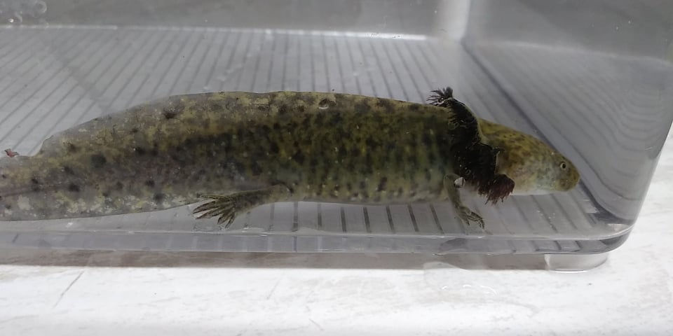 Thumbnail: Horn E. Deville (4.5" Wild )