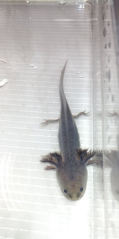 Thumbnail: Purple Nerple (3.5" Lavender Mel)