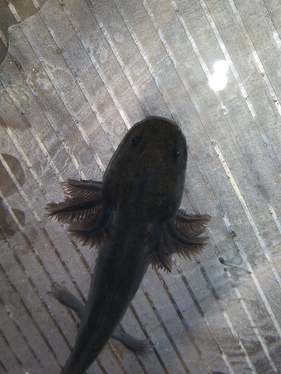 Thumbnail: Jabba ( 3.5" GFP Melanoid)