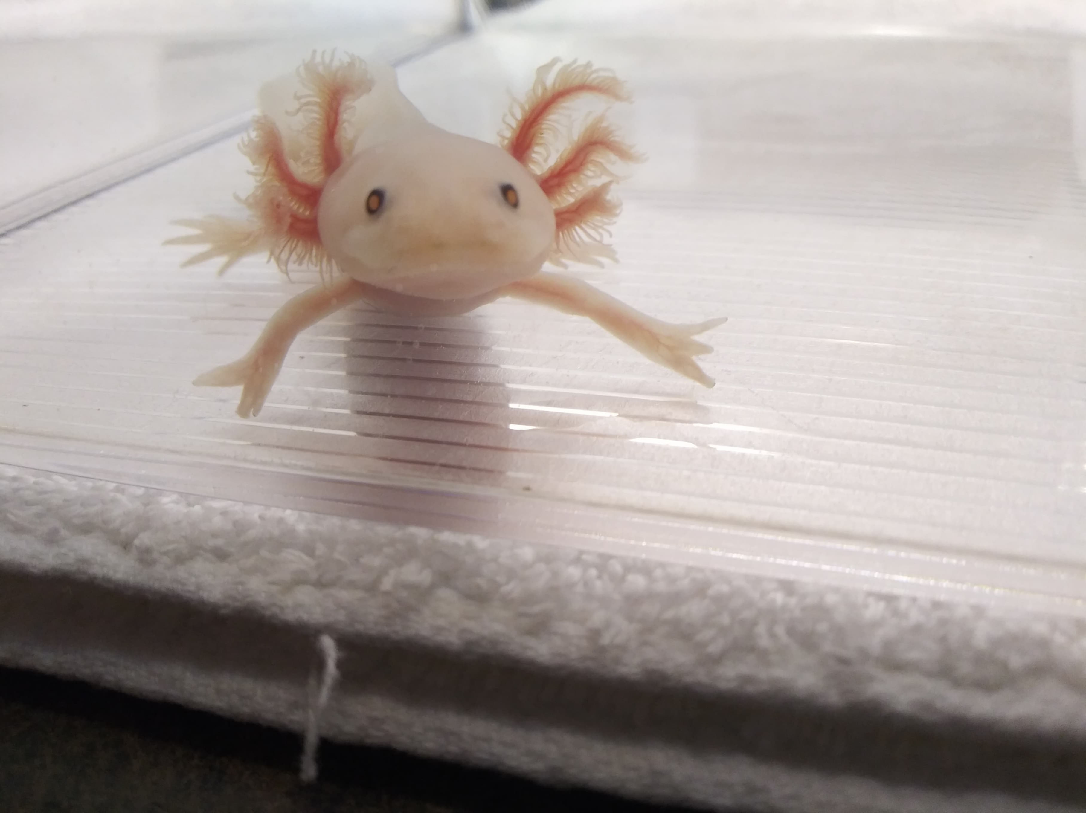 Scallywag (4.5" Lucy)