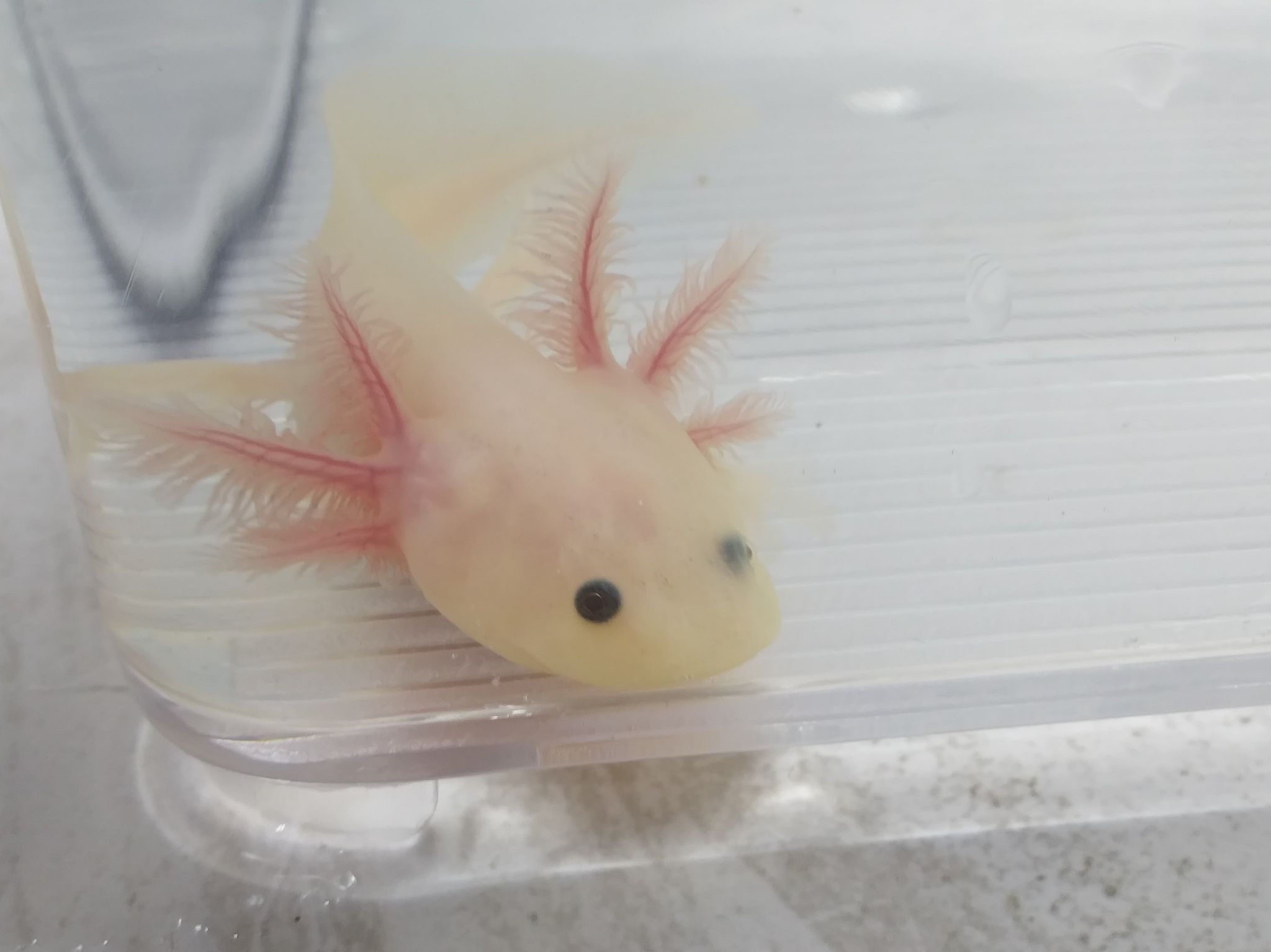 Breakfast Burrito (4" Lucy )