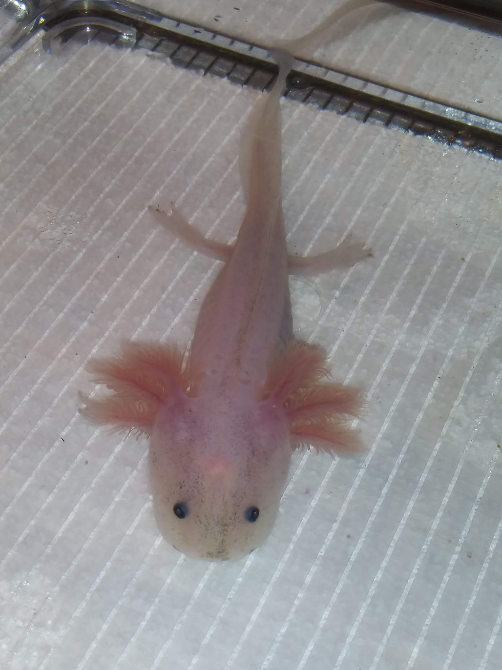 Thumbnail: Hubba Bubba (4.5" Dirty Lucy)