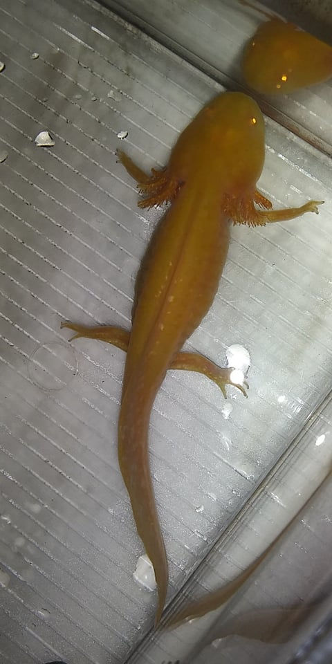 Thumbnail: Summer Squashed (4" High Iridophore Amber Golden Albino)