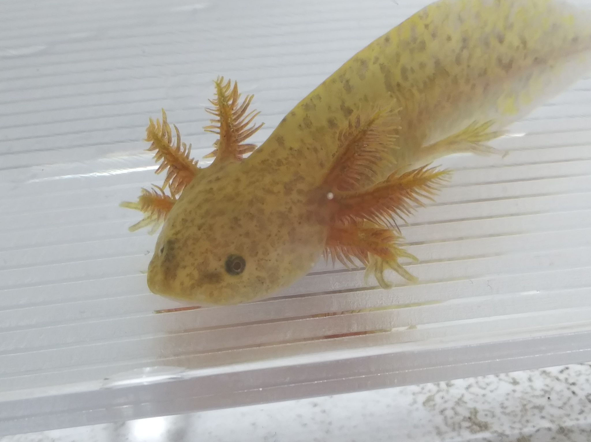 Rusty Vortex (3" Copper)