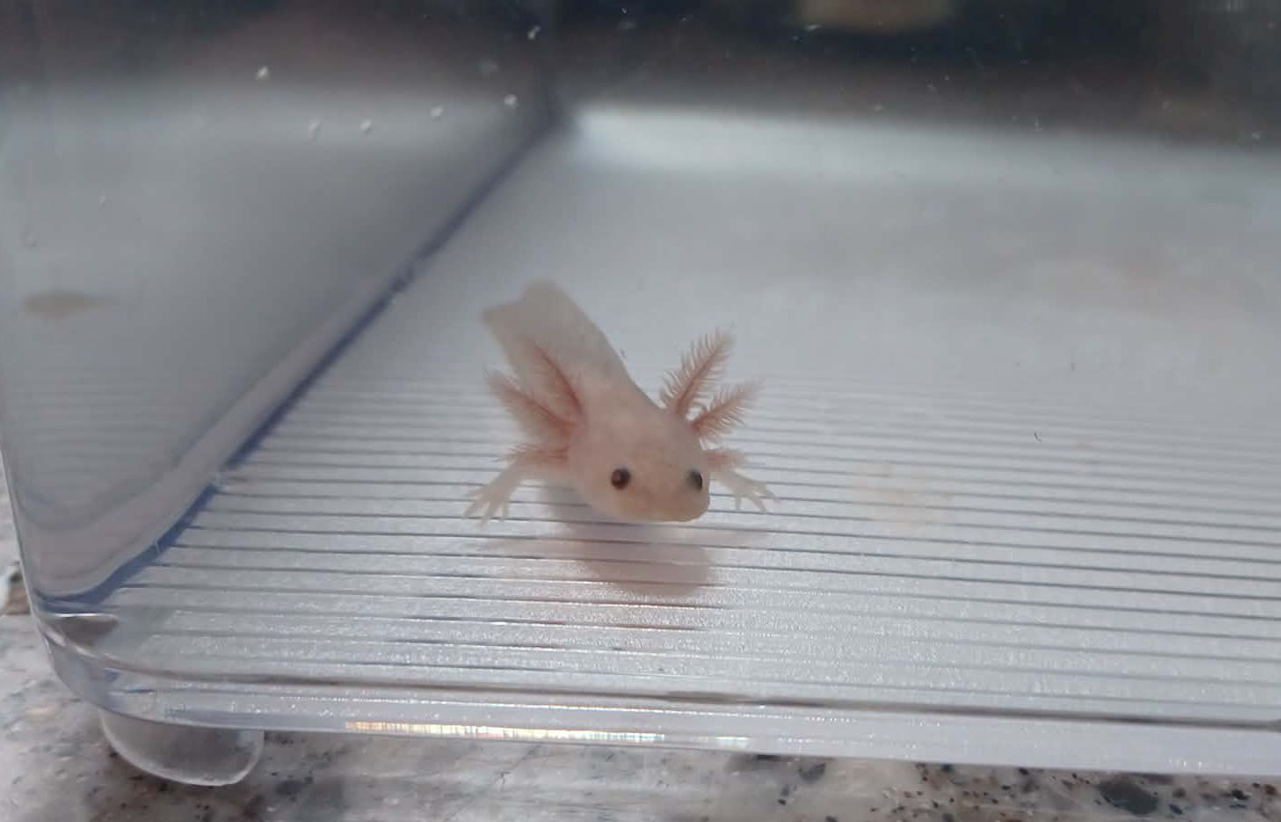 Dingus (3" Axanthic Copper)