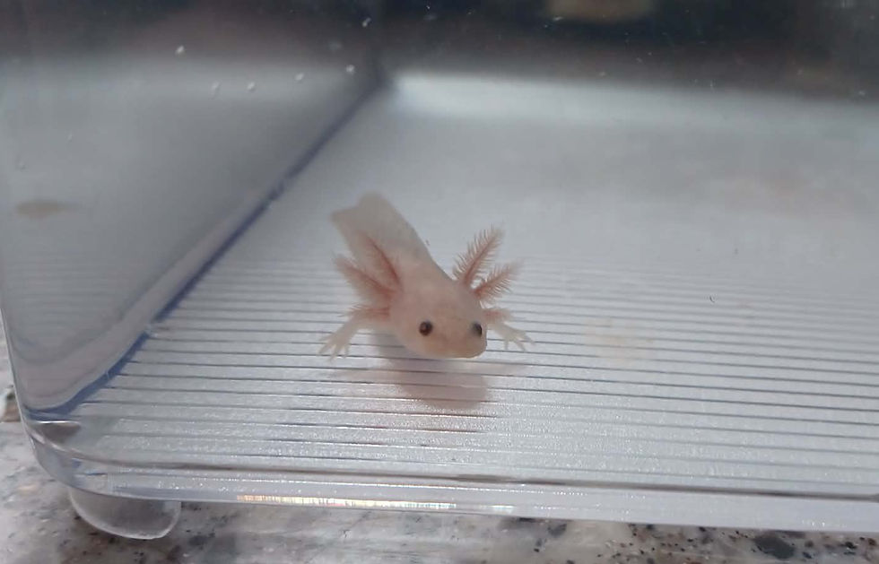 Thumbnail: Dingus (3" Axanthic Copper)